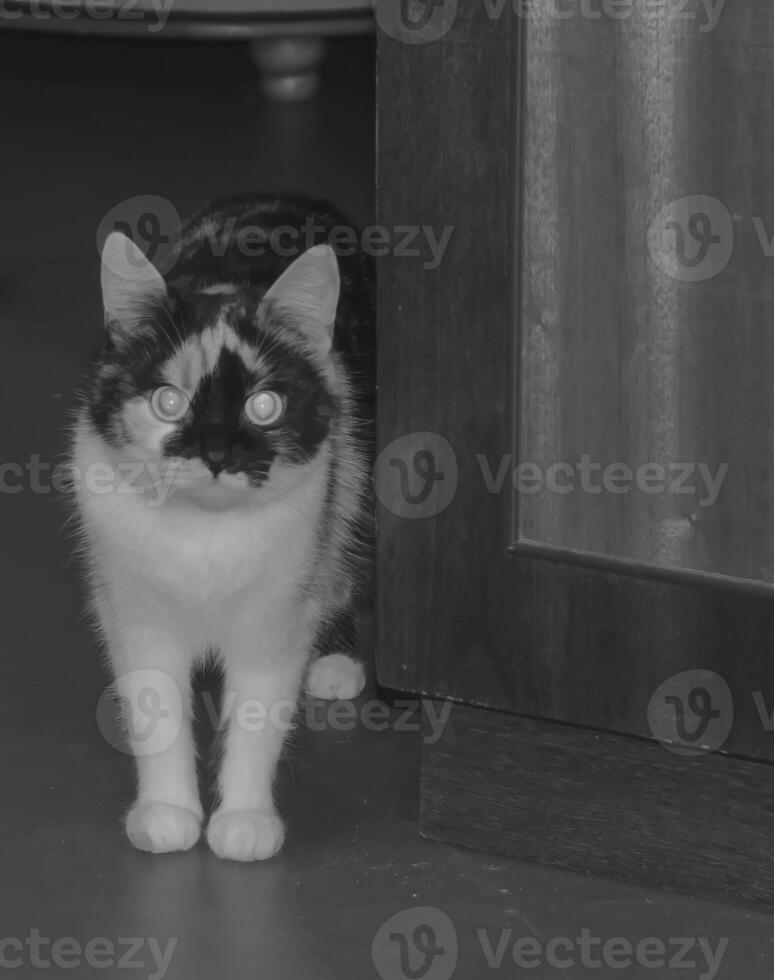 Coloured cat. Black and white monochrome grayscale photo background.