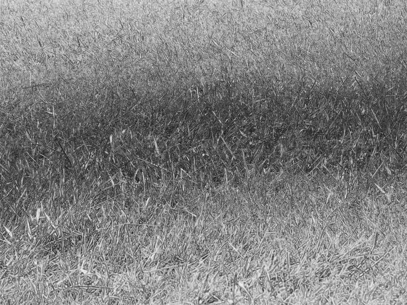 Green grass background, summer lawn, field close view. Pencil drawn sketch photo