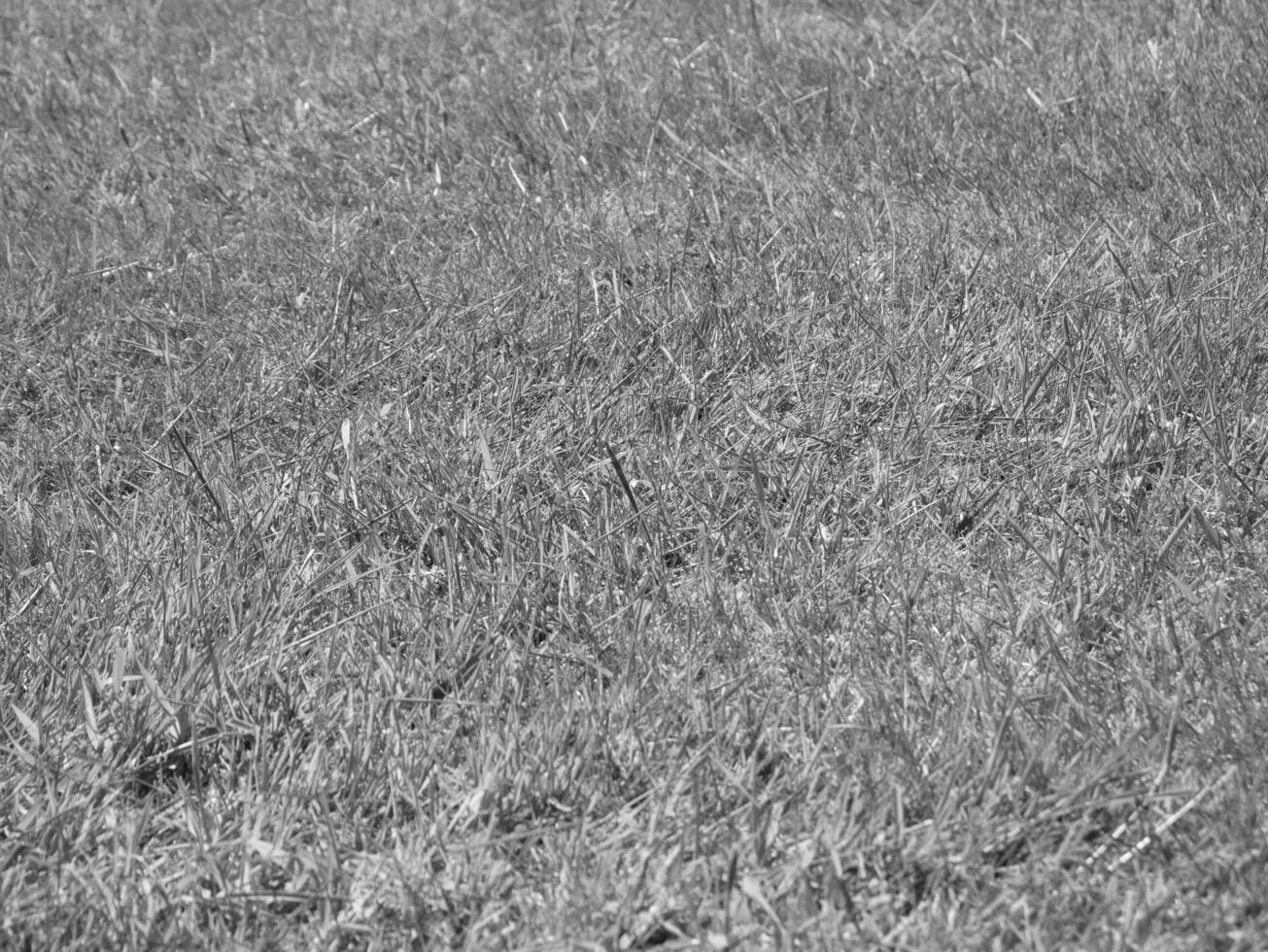 Green grass background, summer lawn, field close view. Black and white monochrome photo