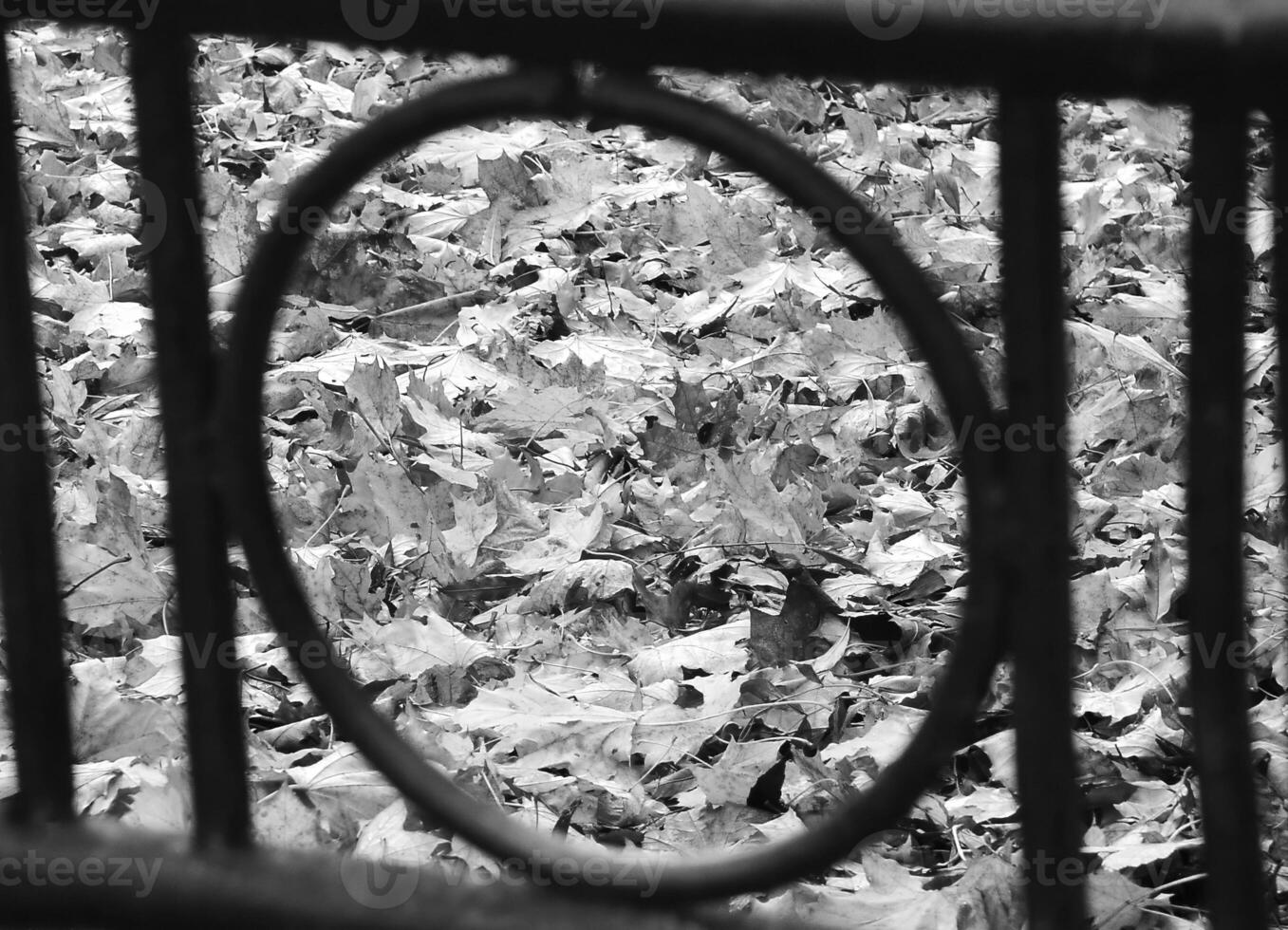 Autumn leaves through metal fence. Black and white monochrome grayscale photo background.