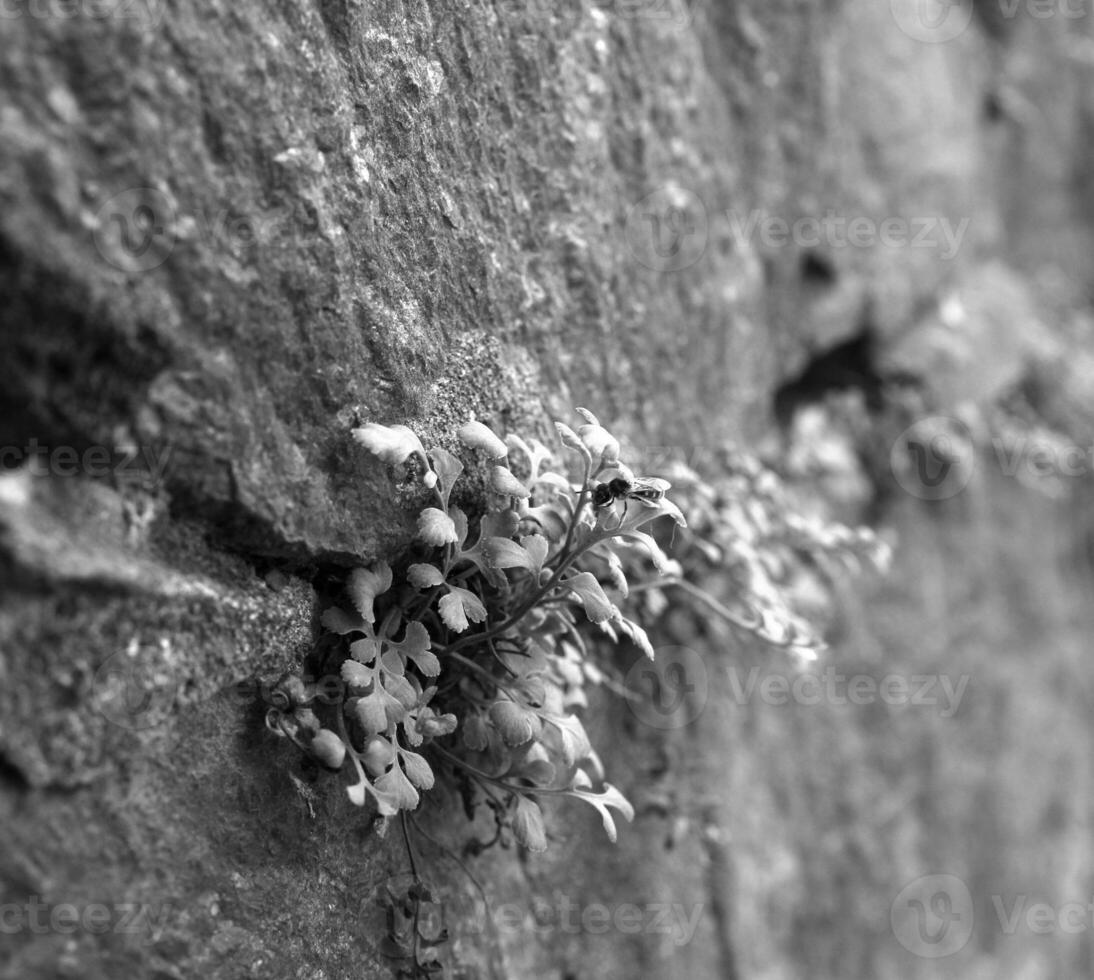 Green grass in a mountain stone side. Black and white monochrome photo