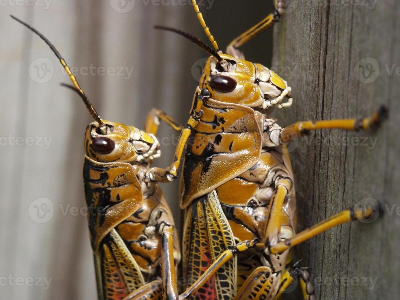 Grasshopper close macro view background. Insect in the natural habitat photo