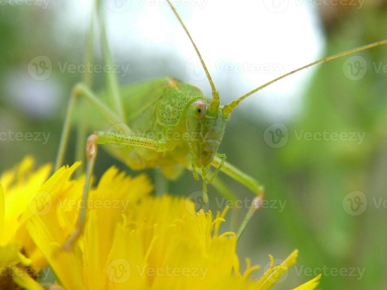 Grasshopper close macro view background. Insect in the natural habitat photo