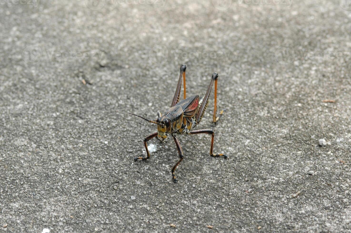 Grasshopper close macro view background. Insect in the natural habitat photo