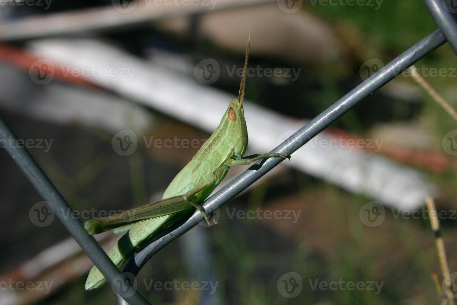 Grasshopper close macro view background. Insect in the natural habitat photo