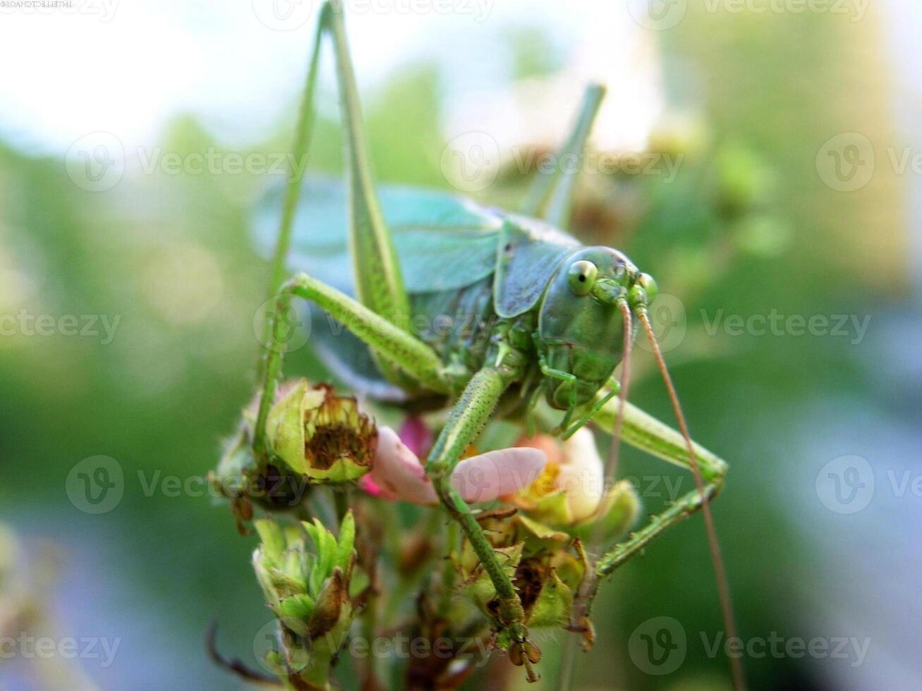 Grasshopper close macro view background. Insect in the natural habitat photo