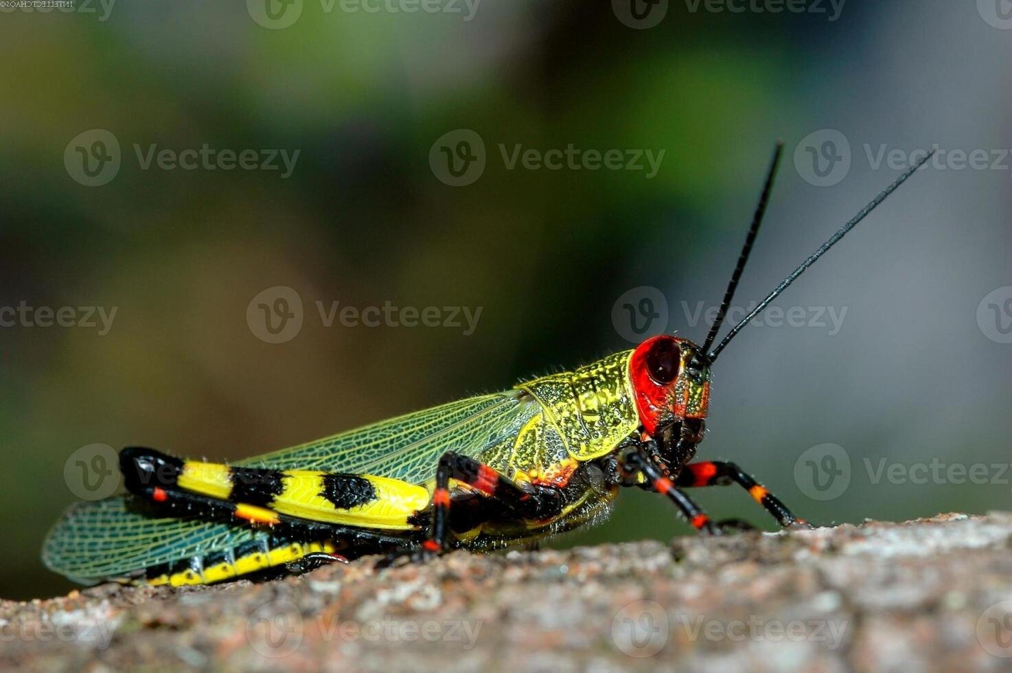 Grasshopper close macro view background. Insect in the natural habitat photo