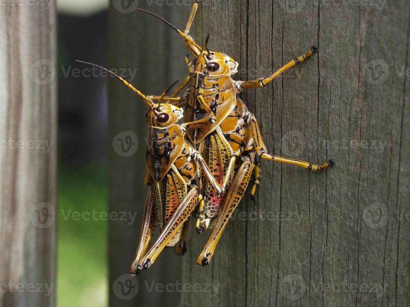Grasshopper close macro view background. Insect in the natural habitat photo