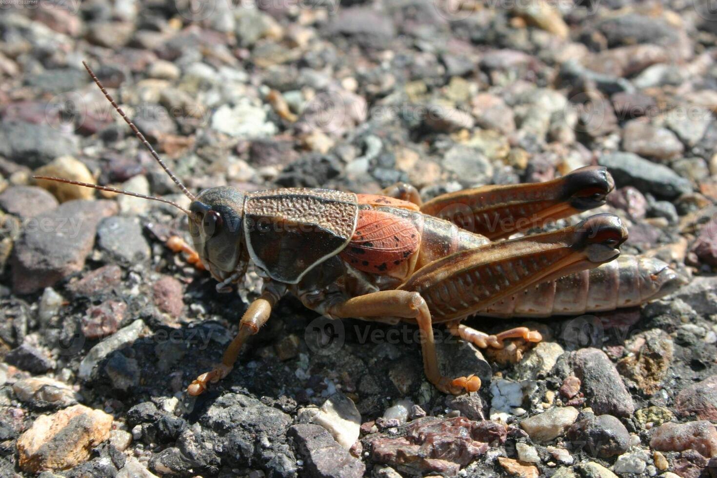 Grasshopper close macro view background. Insect in the natural habitat photo
