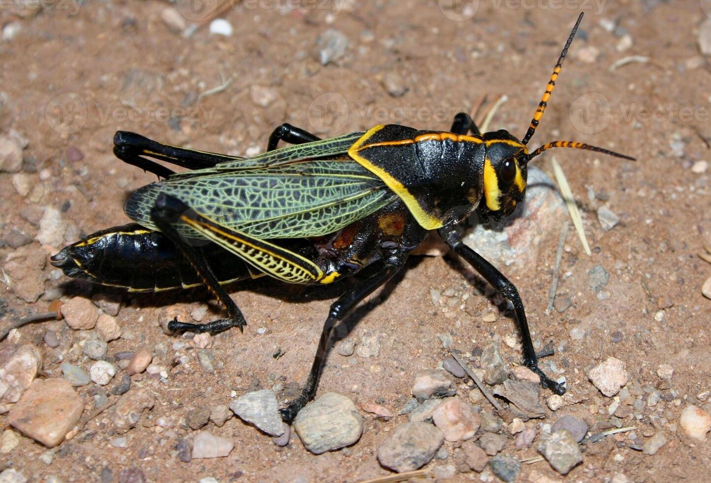 Grasshopper close macro view background. Insect in the natural habitat photo