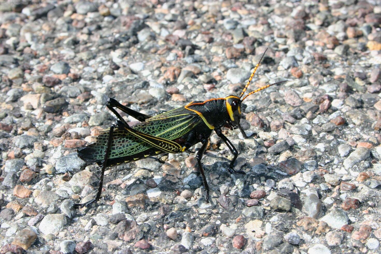 Grasshopper close macro view background. Insect in the natural habitat photo