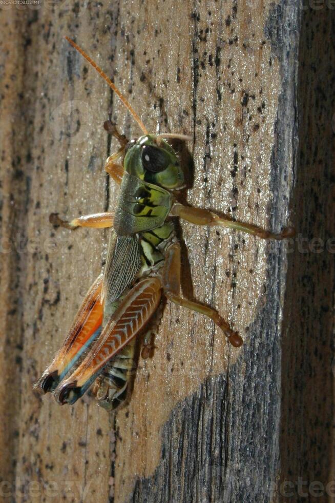 Grasshopper close macro view background. Insect in the natural habitat photo