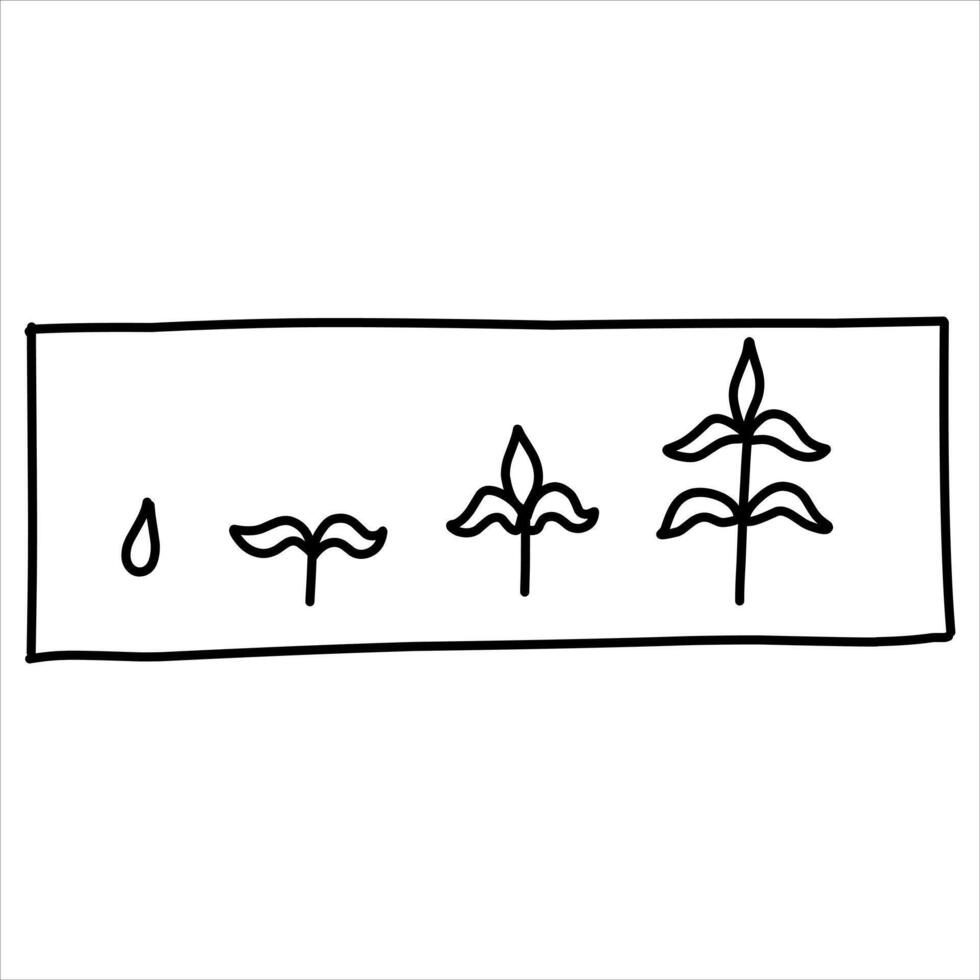 shoot growth stages illustration. Hand-drawn doodles illustration.Line art vector