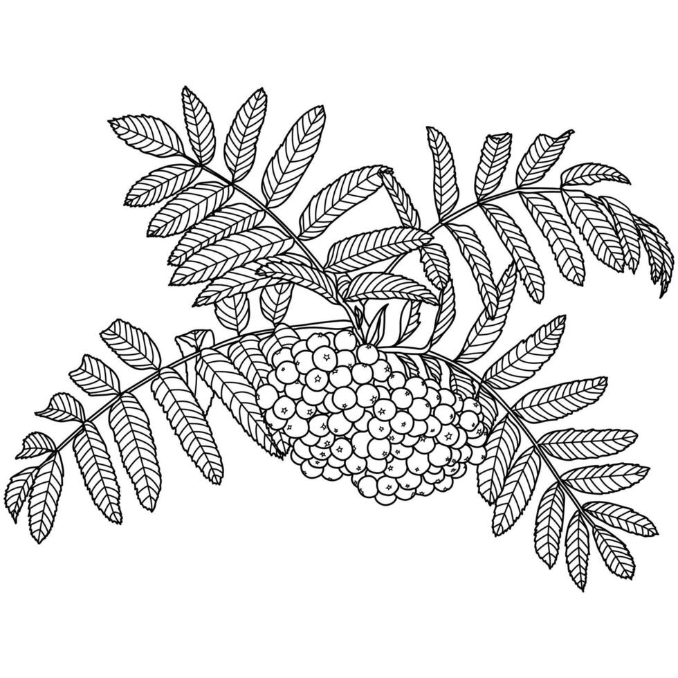Outline Rowan Tree Branch with Berries vector