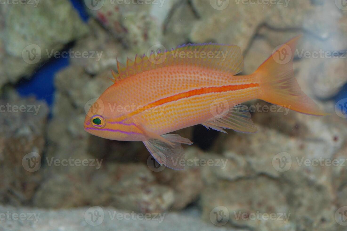 One-Stripe Anthias - Pseudanthias fasciatus photo