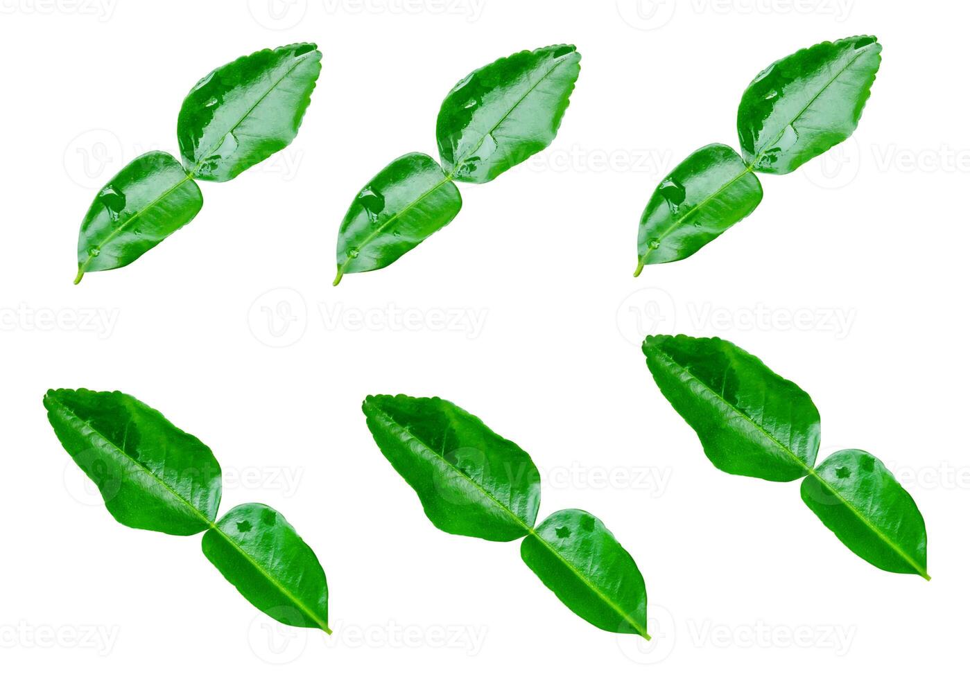 Top view set of six green bergamot leaves isolated on white background with clipping path photo