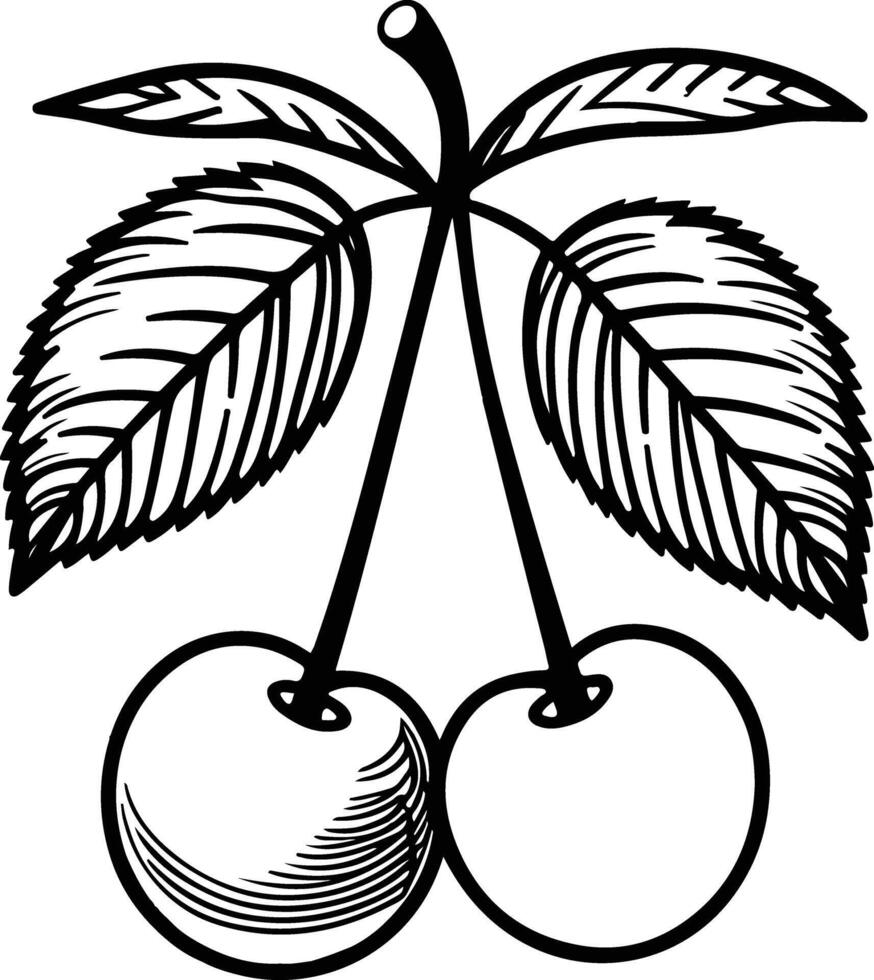 cherry outline on a white background vector