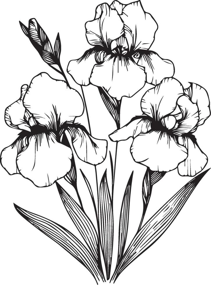 sketch iris flower drawing, easy simple iris flower drawing, pencil iris flower drawing, iris flower drawing step by step, black iris flower drawing, blue iris flower drawing vector
