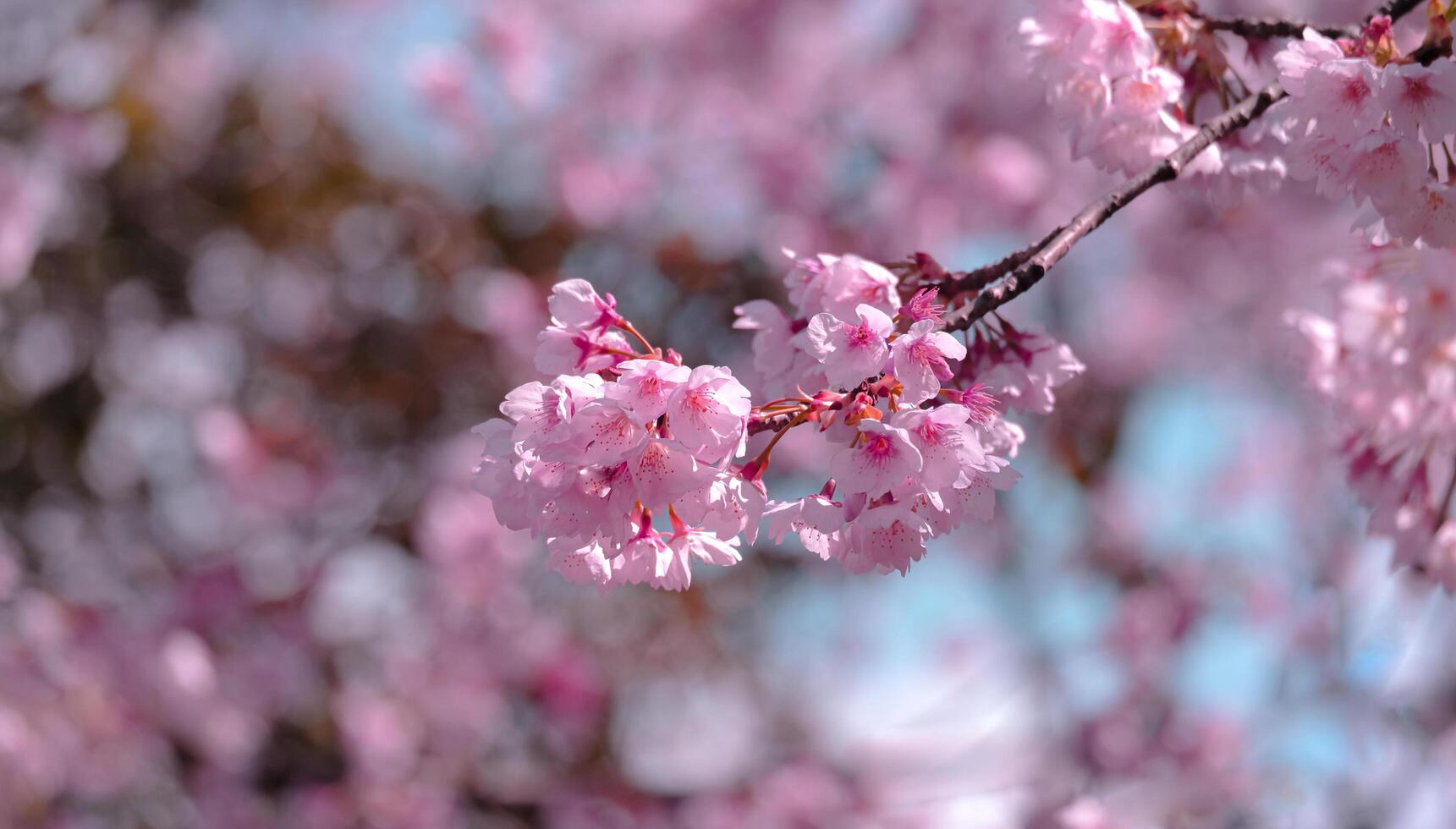 Soft pastel color Beautiful cherry blossom Sakura blooming with fading into pastel pink sakura flower,full bloom a spring season in japan photo