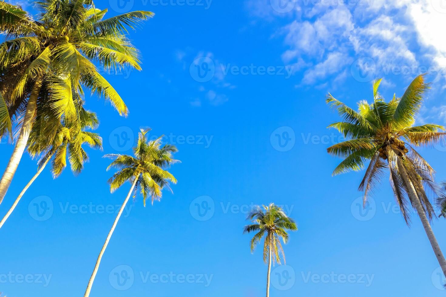 Palm trees against blue sky white clouds of Tropical summer vacation background photo