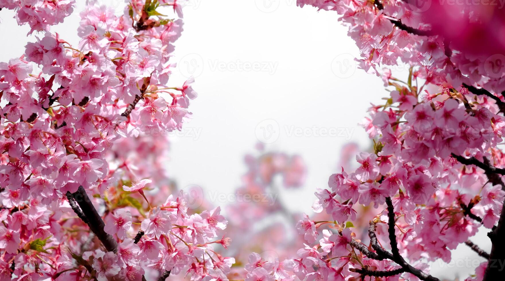 Soft pastel color Beautiful cherry blossom Sakura blooming with fading into pastel pink sakura flower,full bloom a spring season in japan photo