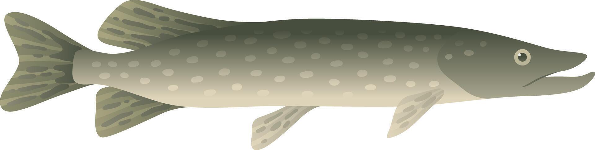 Northern pike realistic illustration. Salty and fresh water carnivorous fish isolated on white background. Aquatic animal and sea food. vector