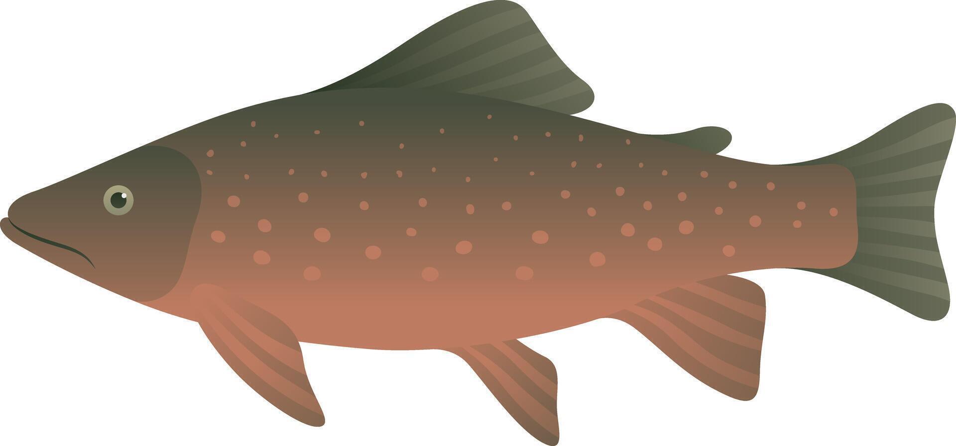 Arctic char or charr realistic illustration. Cold-water fish isolated on white background. Aquatic animal and sea food. vector