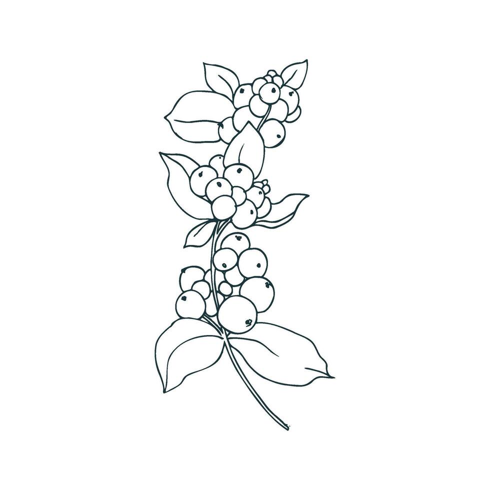 Snowberry branch with white berries and leaves. Line art is a simple hand-drawn illustration in black and white ink. Isolated EPS object. vector