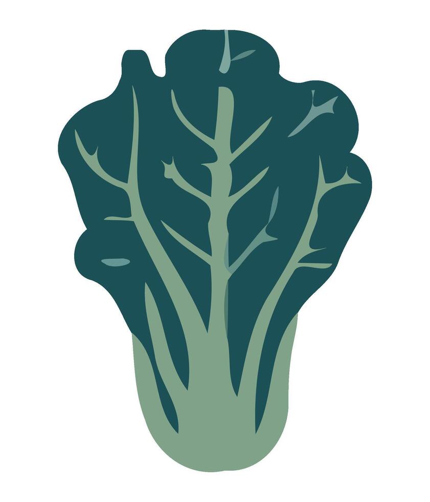 A green leafy vegetable icon on a white background vector