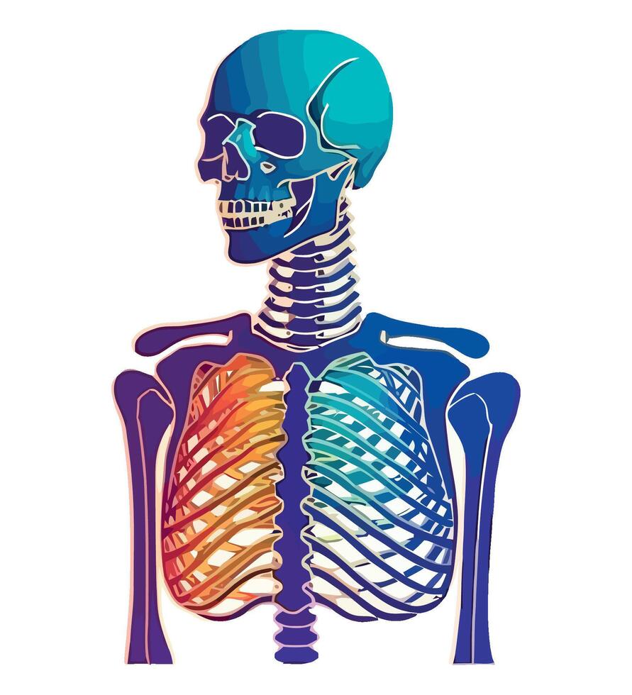 The human skeleton is shown in a rainbow colored background vector