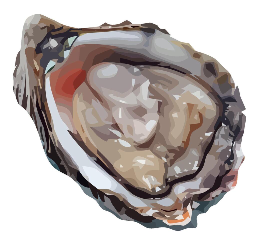 An illustration of an oyster on a white background vector