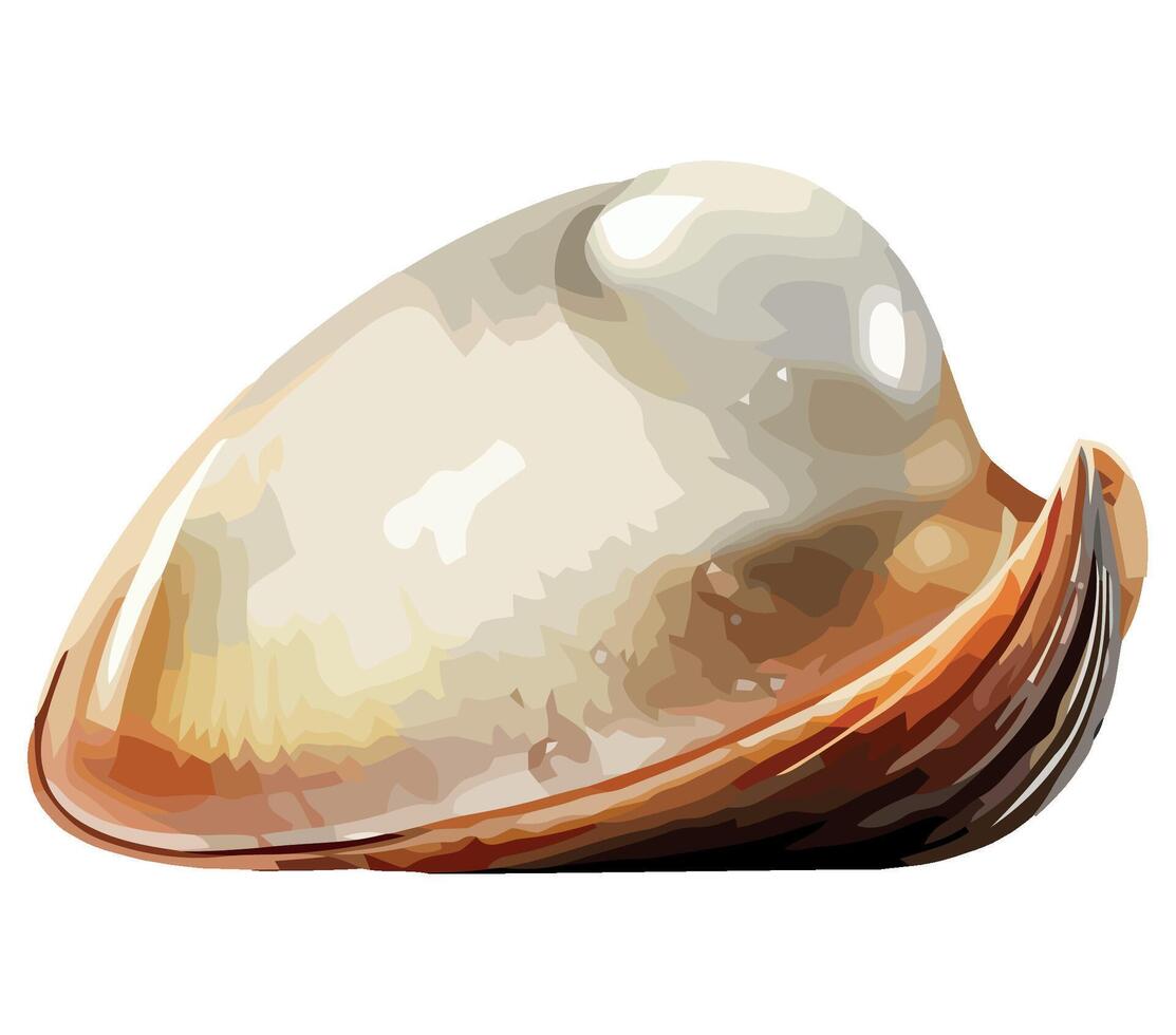 A shell with a white shell on a white background vector
