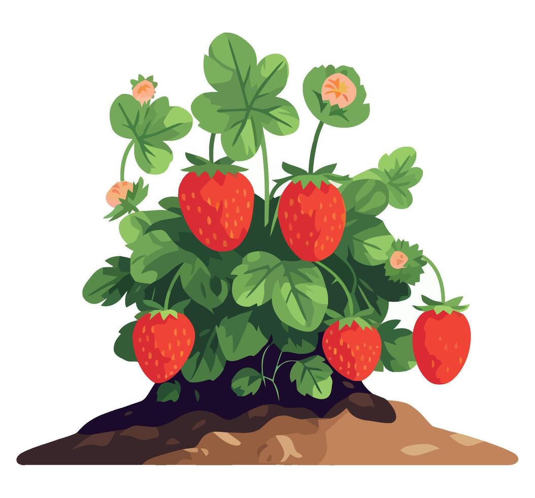 Strawberry plant with ripe fruit illustration vector