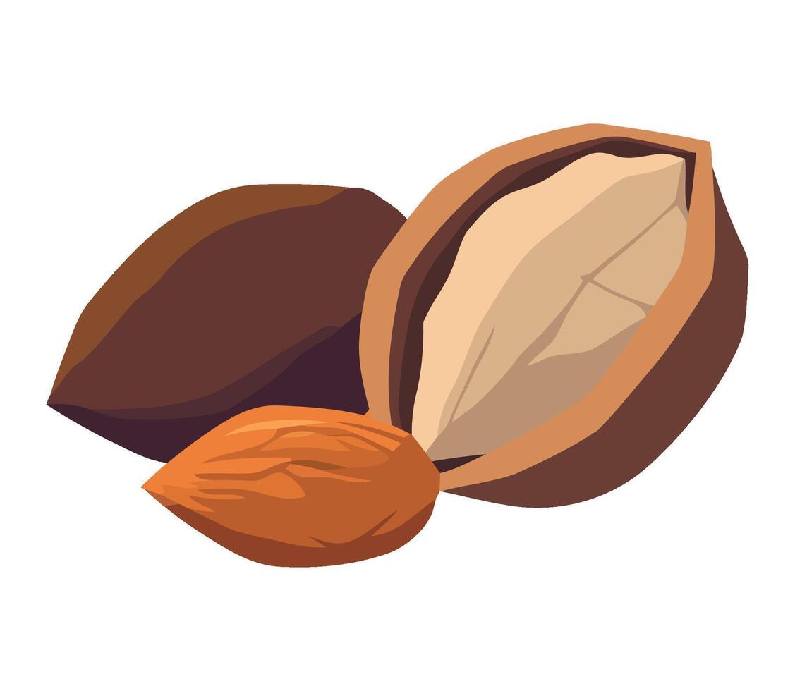 Almond nuts and nuts illustration vector