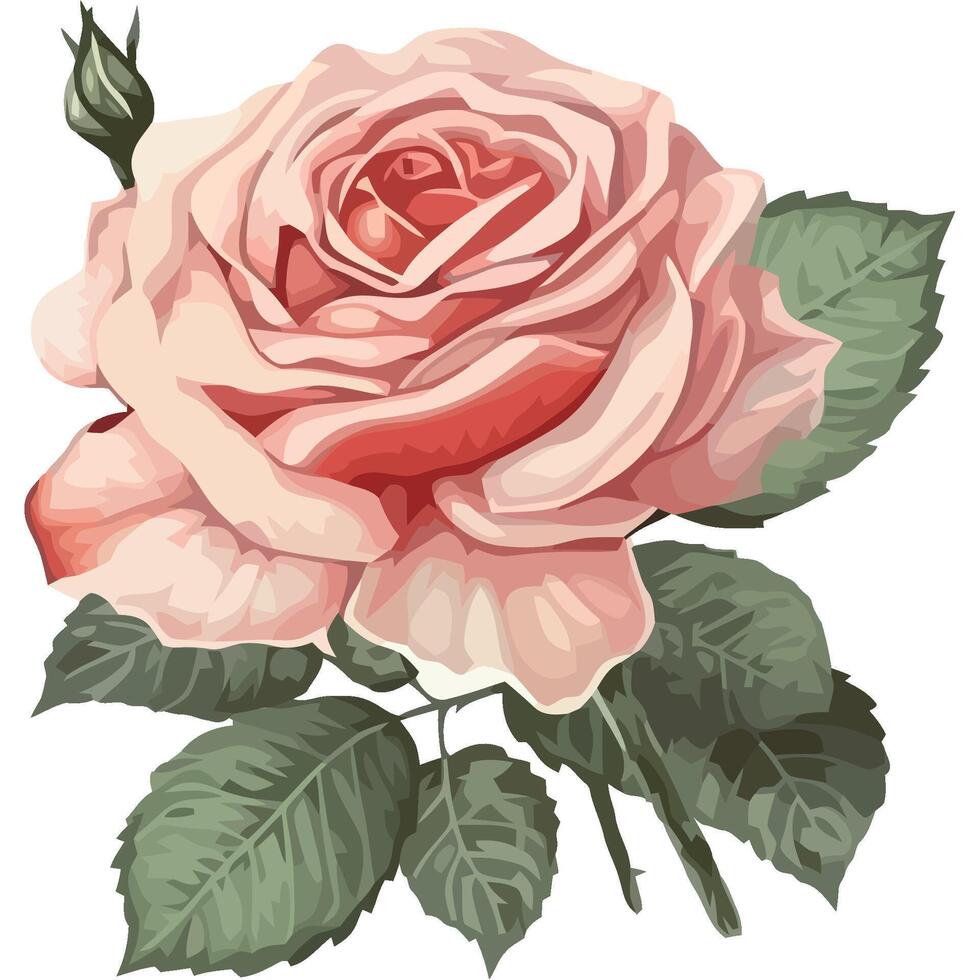 Pink rose with green leaves on white background vector