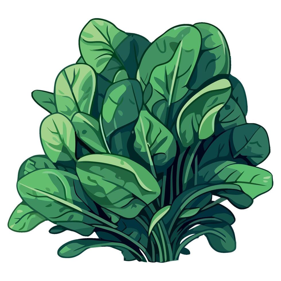 Spinach plant illustration isolated on white background vector