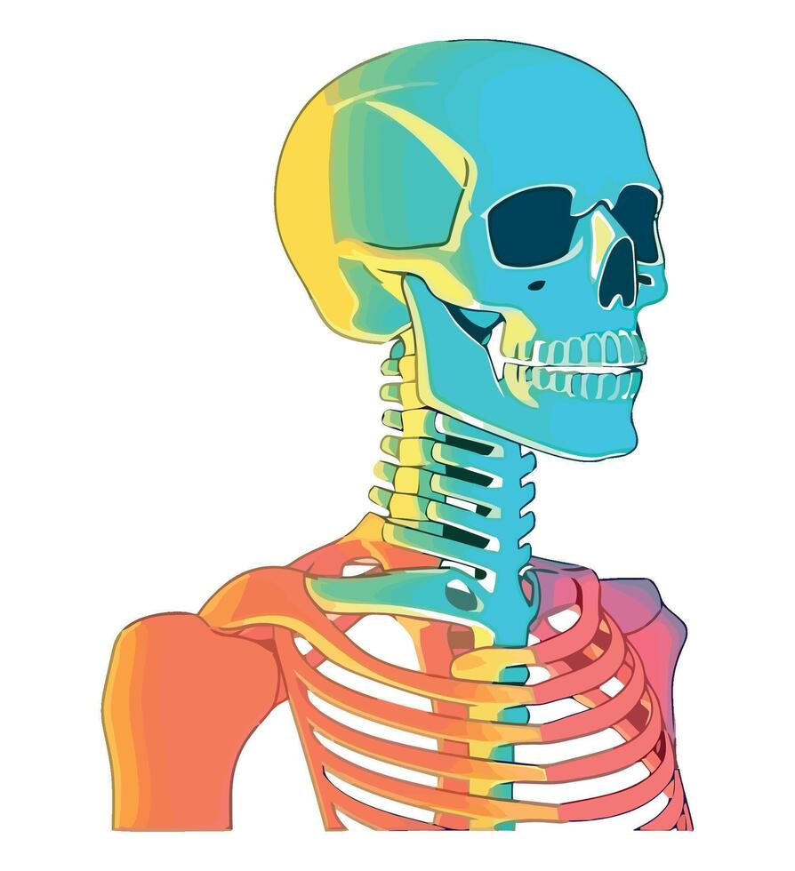 The human skeleton is shown in a colorful illustration vector