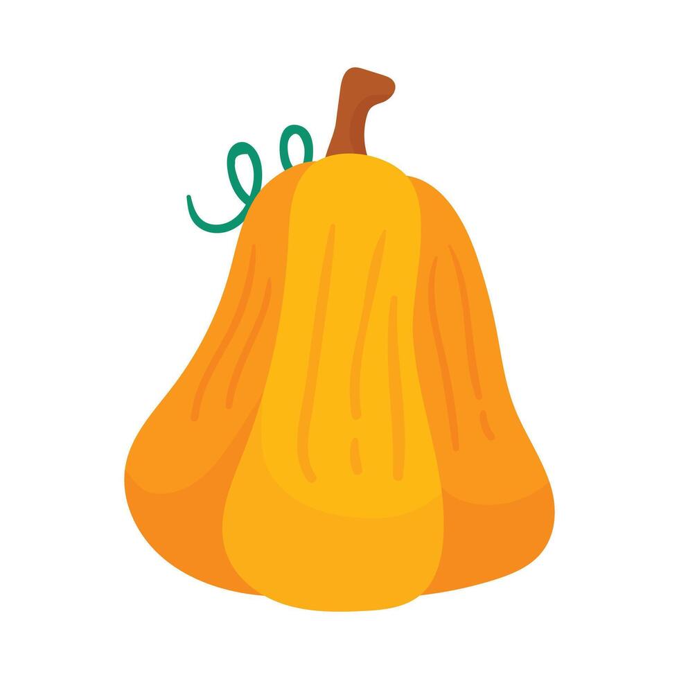 Hand drawn Pumpkin Vegetable Ripe isolated illustration vector