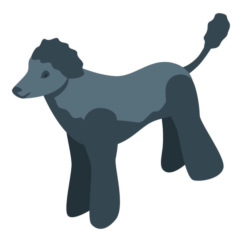 Black poodle dog standing on white background vector