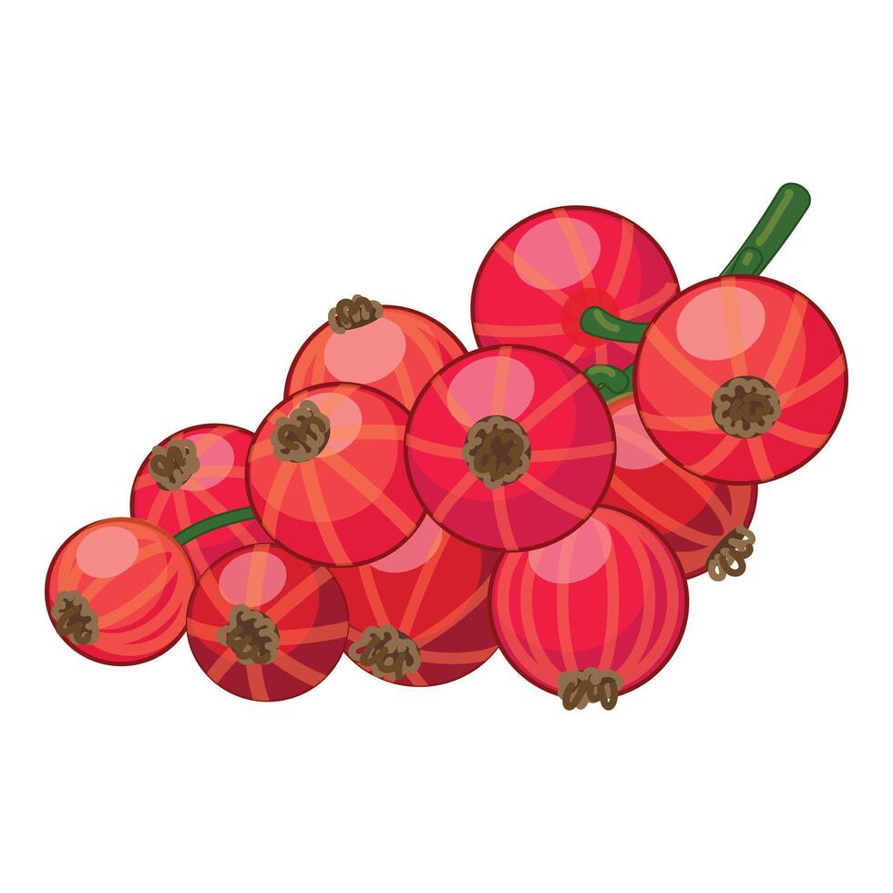 Bunch of redcurrant berries hanging on a twig vector