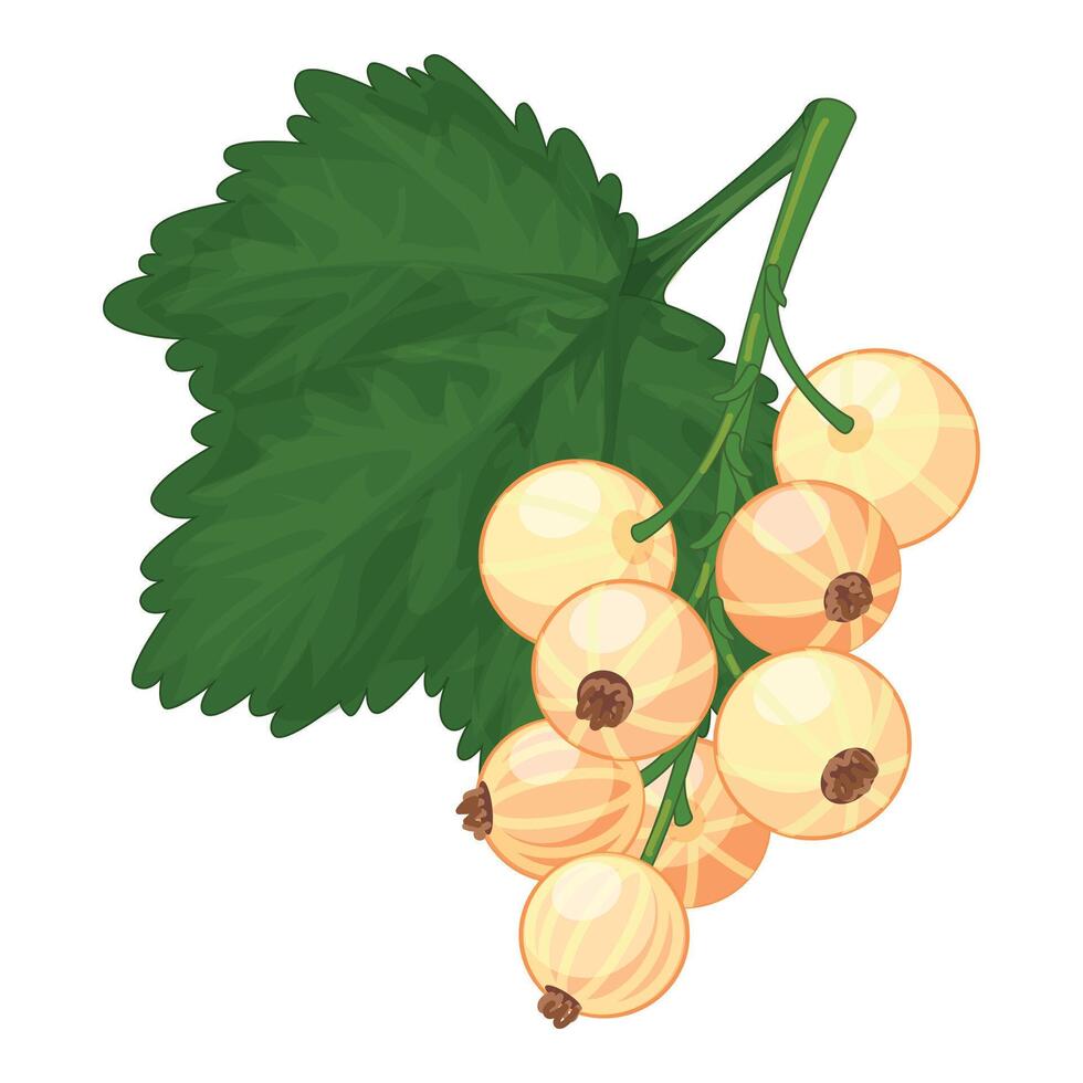 Branch of white currant hanging from green stem vector