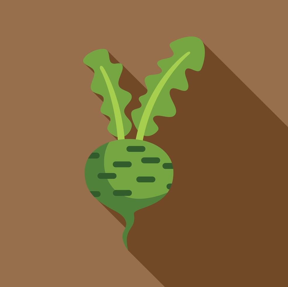 Green beetroot with leaves growing in garden minimalist icon vector
