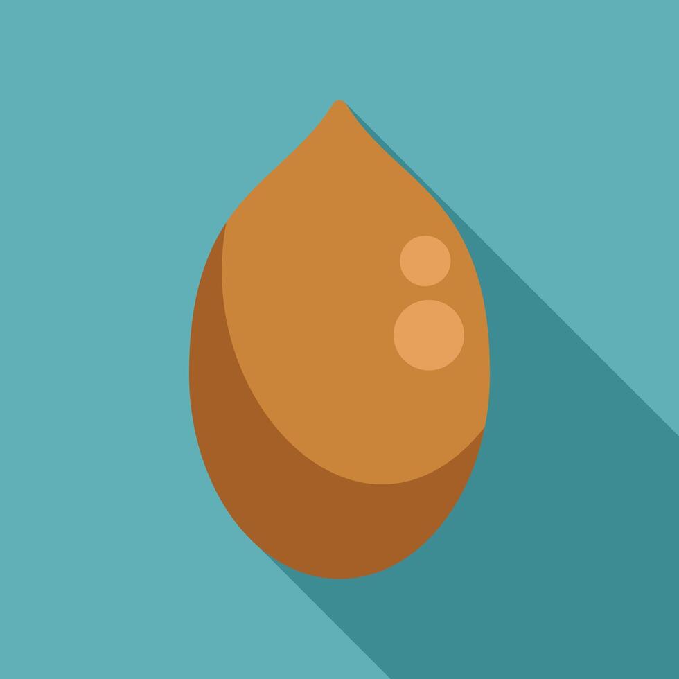 Macadamia nut seed showing long shadow illustration vector