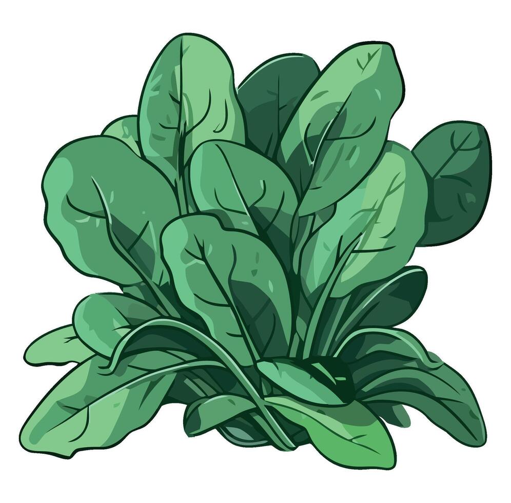 Spinach plant illustration isolated on white background vector