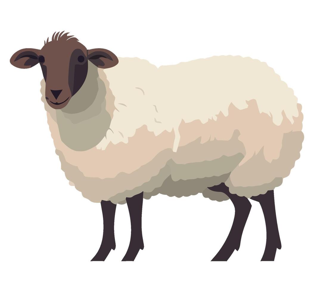 A sheep standing on a white background vector