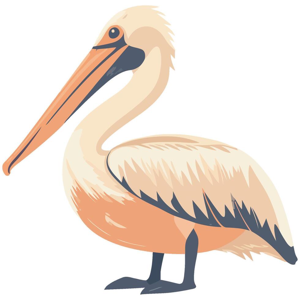 A pelican standing on a white background vector