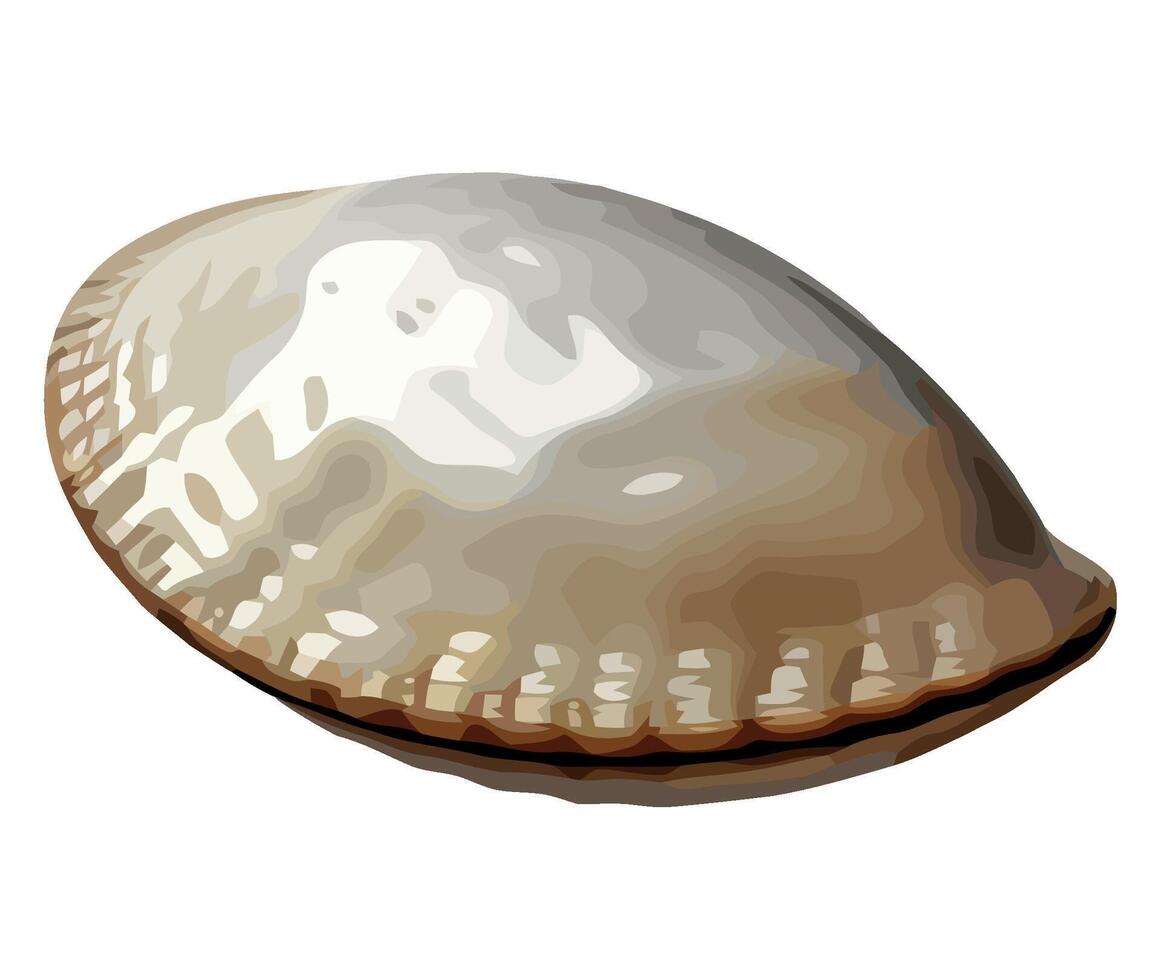 A shell is shown on a white background vector