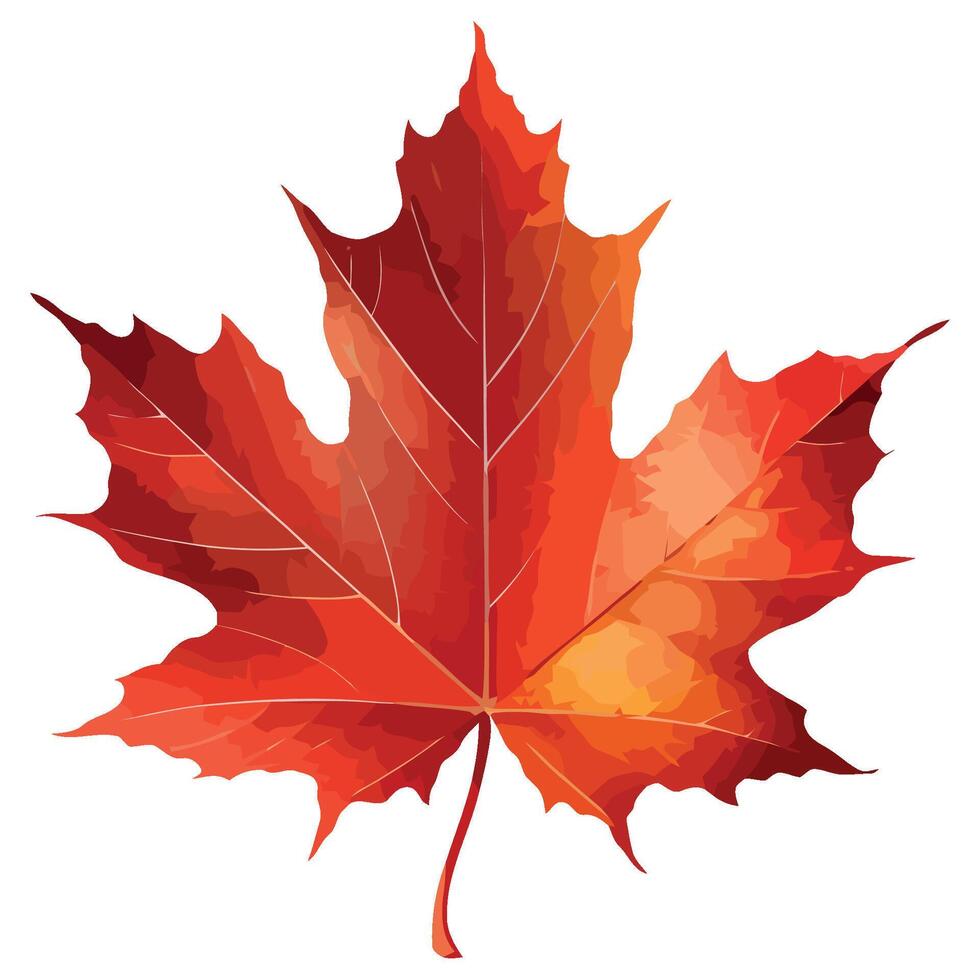 Maple leaf clipart vector