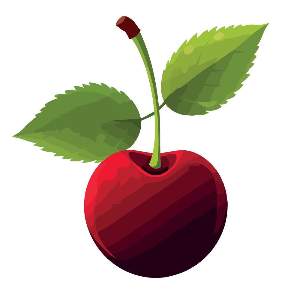 A red cherry with green leaves on a white background vector