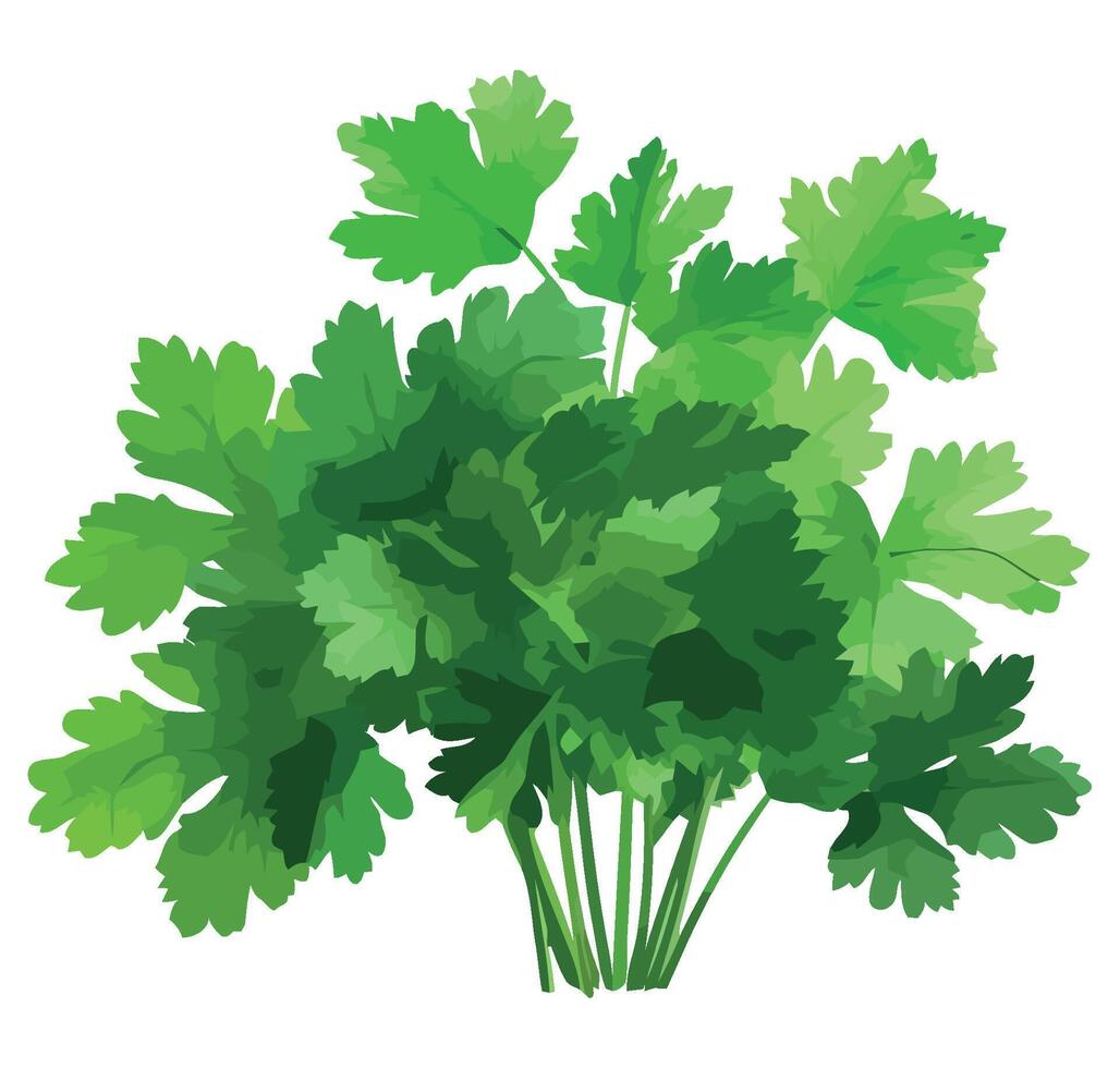 Coriander leaves illustration vector